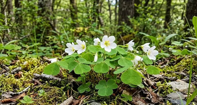 Oxalis magellanica