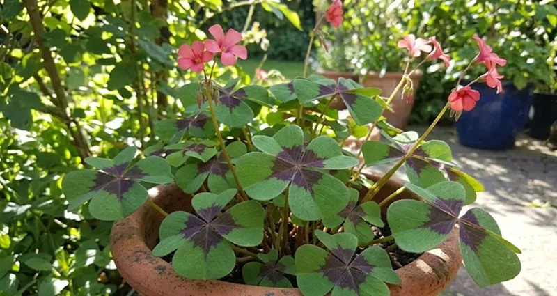 Oxalis tetraphylla