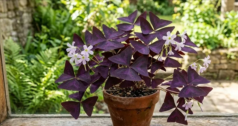 Oxalis triangularis
