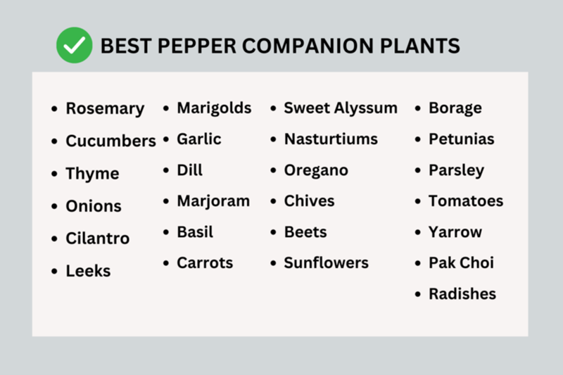 Pepper companion plants