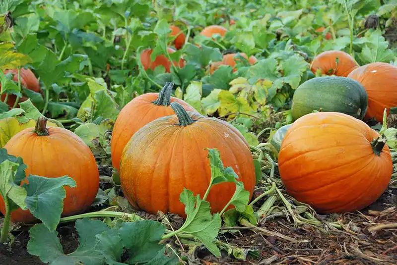 Pumpkin Plant