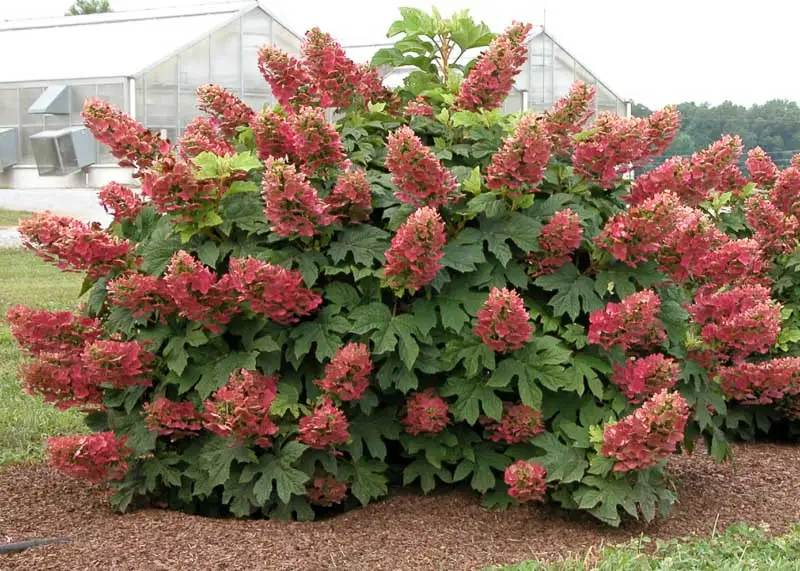 Ruby Slippers Oakleaf Hydrangea