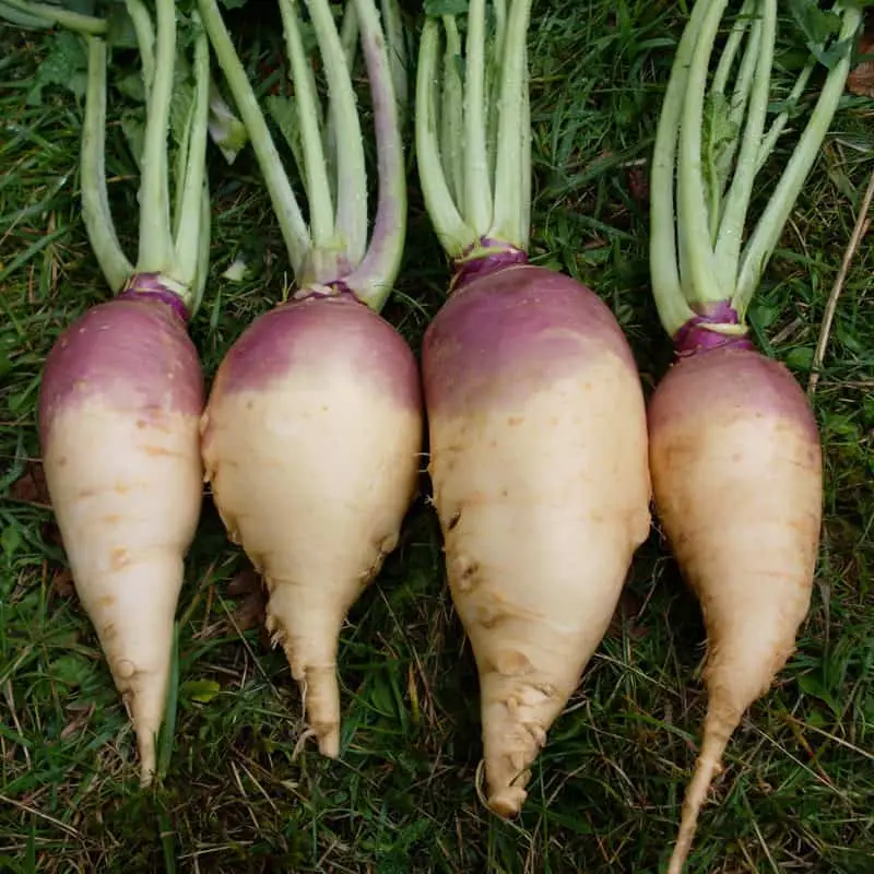 Rutabaga