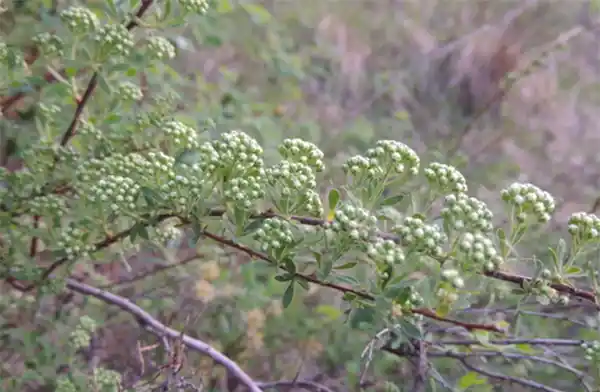 Scalloped spirea