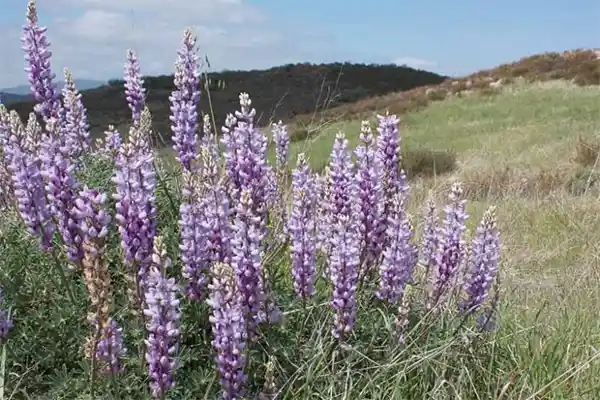 Silver lupine