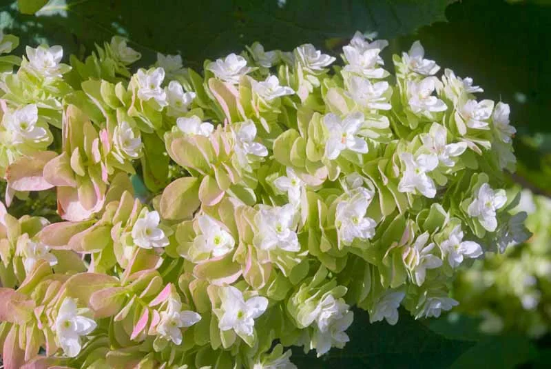 Snowflake Oakleaf Hydrangea