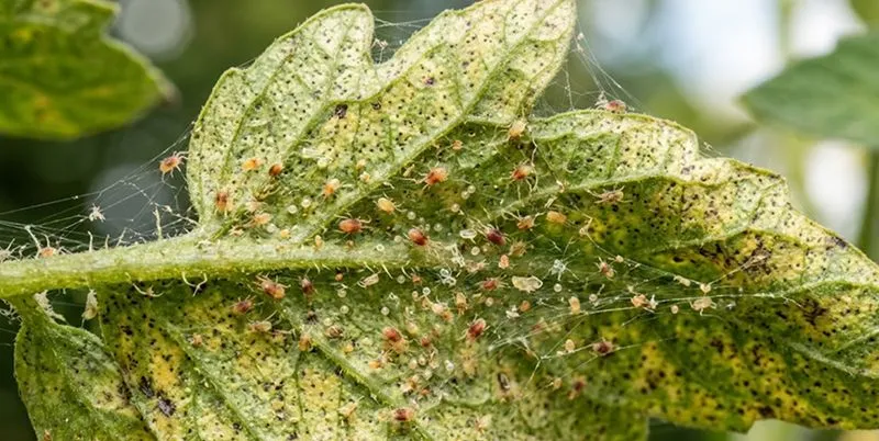 Spider Mites
