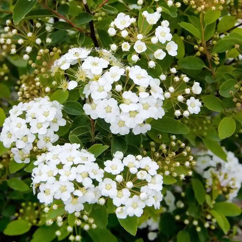 Spirea Plant