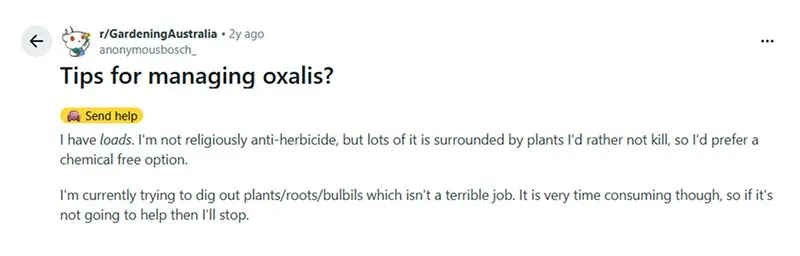 Tips for managing oxalis