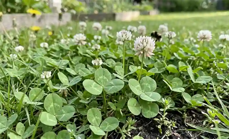 White Clover