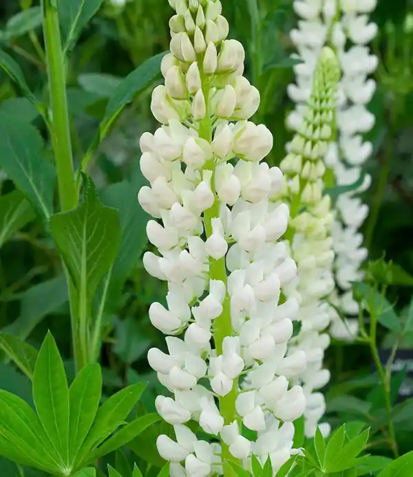 White lupine