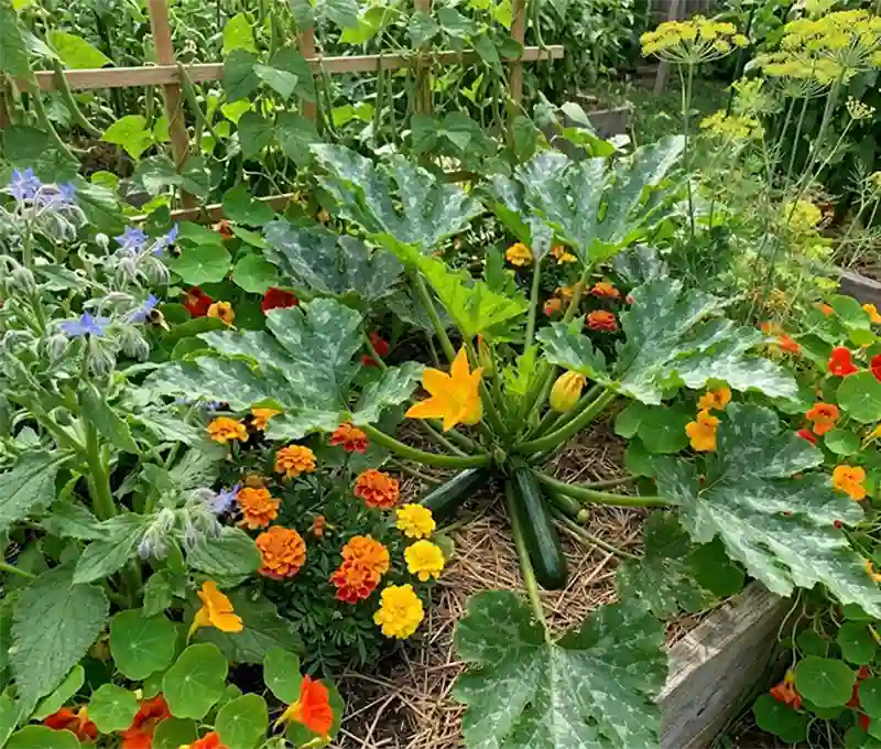  Zucchini Companion Plants
