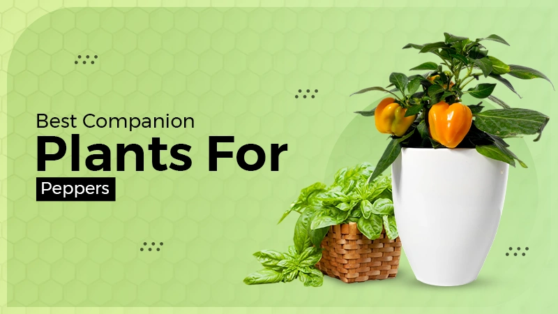 growing-peppers-guide