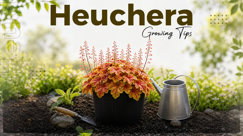 Heuchera: Taxonomy, Care Tips, Ideal Growing Conditions, Pests and Diseases & Much More