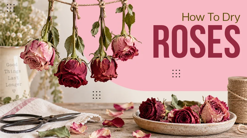 How To Dry Roses: Easy Ways to Preserve the Fresh Blooms for Crafts & Decor