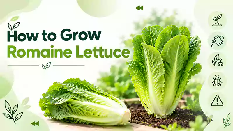 How to Grow Romaine Lettuce, Its Care Tips, Taxonomy, Pests and Problems Associated, & Much More