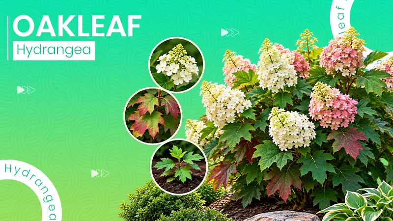 Oakleaf Hydrangea: Growing Process, Care Tips, Taxonomy, Ideal Growing Conditions & Much More