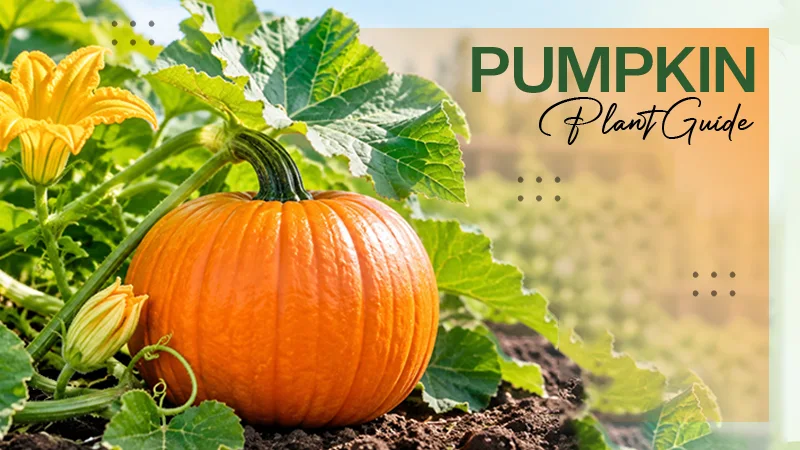 Pumpkin Plant Guide: Taxonomy, Ideal Growing Conditions, Care Tips, Growing Process & Much More