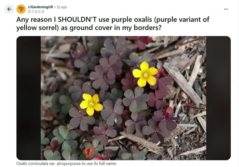 purple oxalis