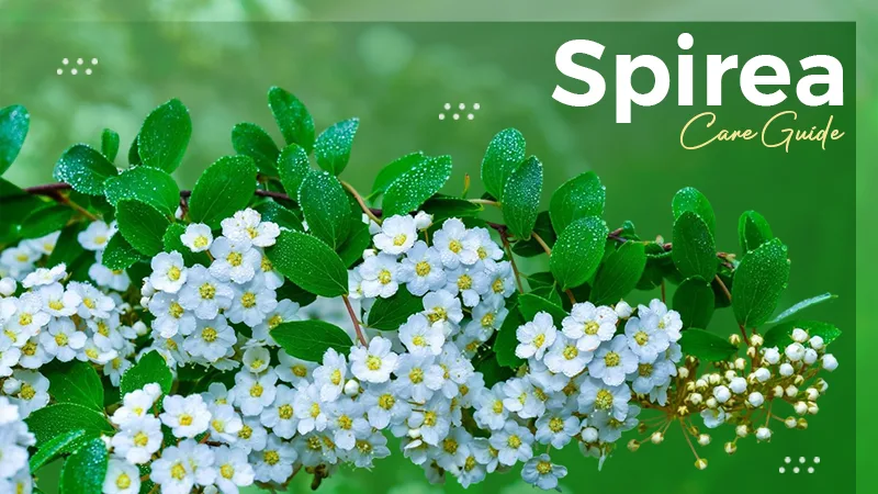Spirea: Taxonomy, Care Tips, Ideal Growing Conditions, & Much More