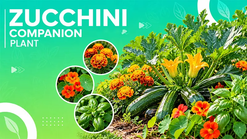 15 Best Zucchini Companion Plants for Your Garden