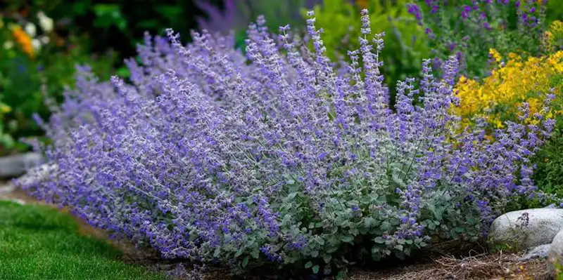 A large clump of Six Hills Giant catmint in a wide border.