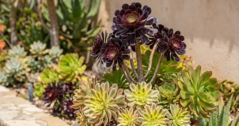 Aeonium