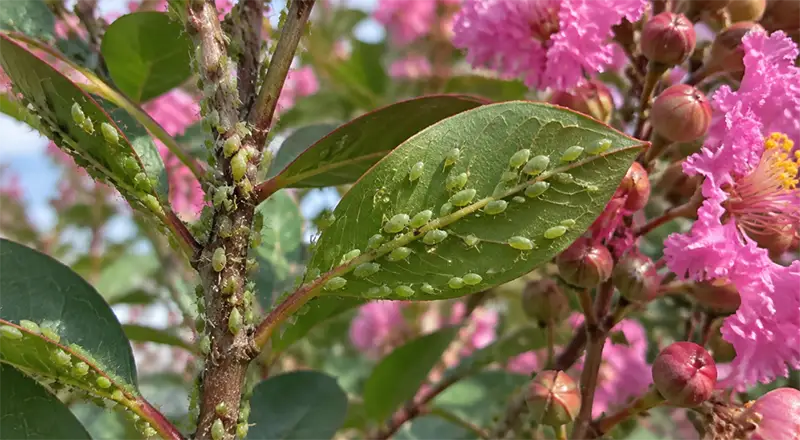 Aphids