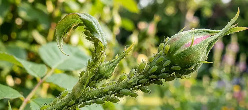 Aphids