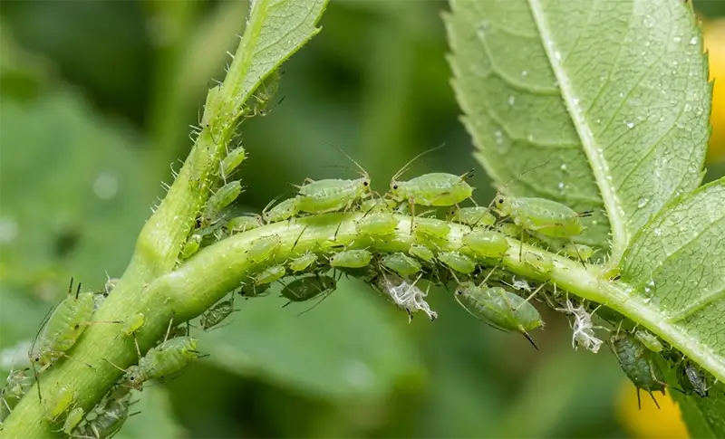 Aphids
