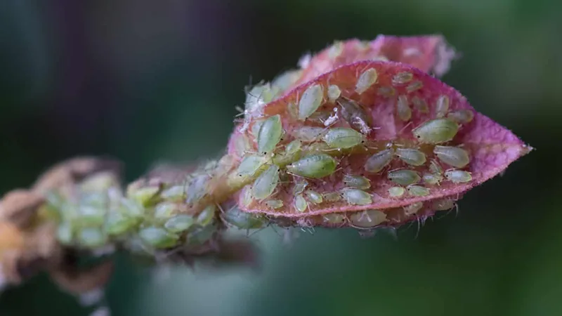 Aphids