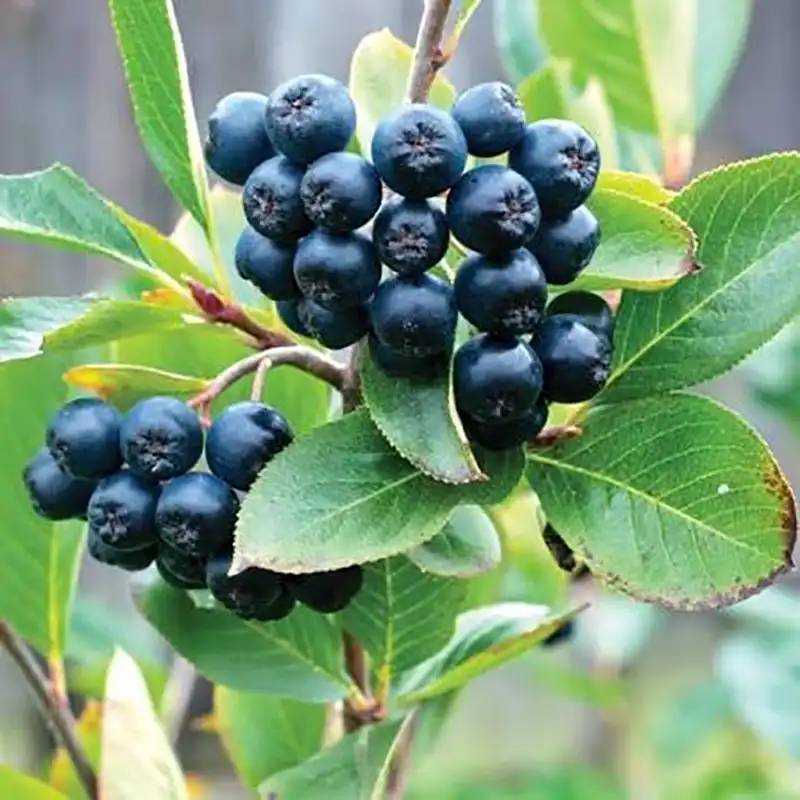 Black Chokeberry