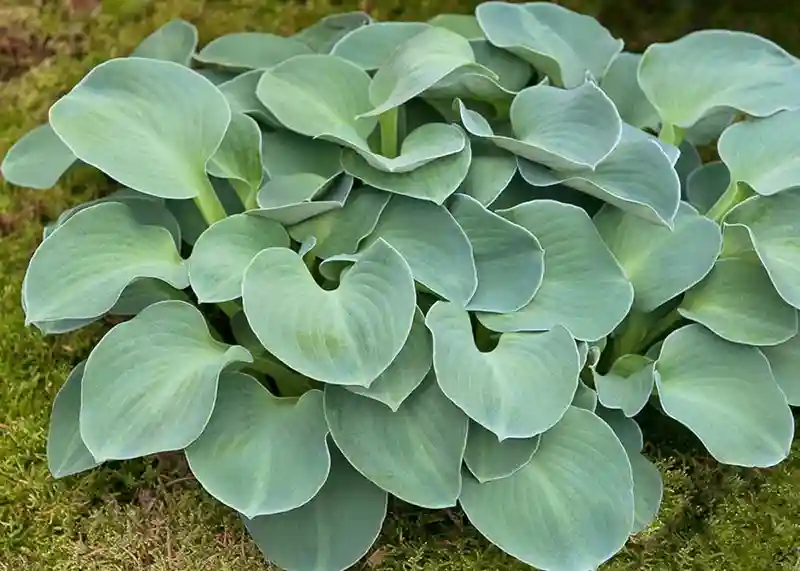 Blue Mouse Ears Hosta