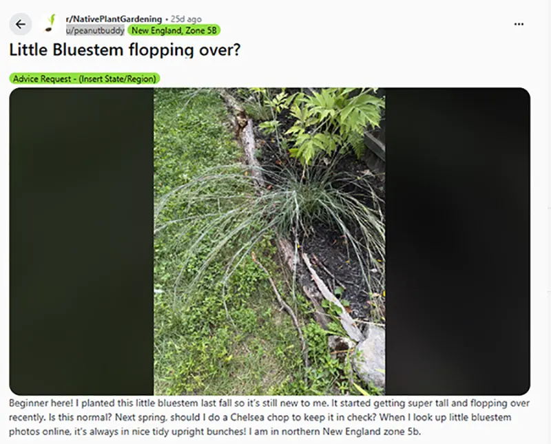 Bluestem flopping stems