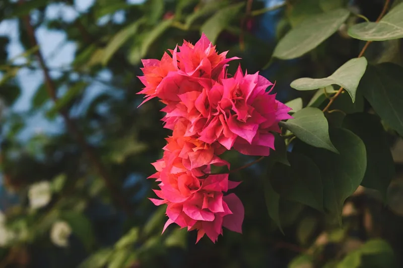 Bougainvillea maintenance