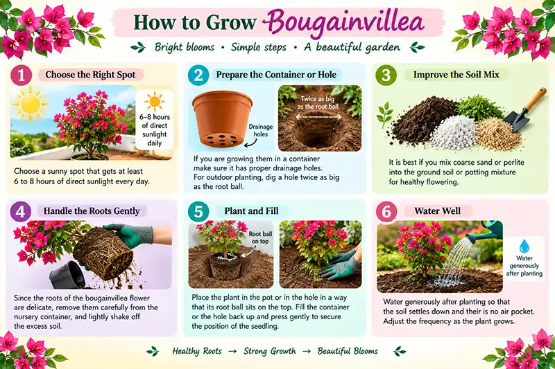 Bougainvillea planting steps