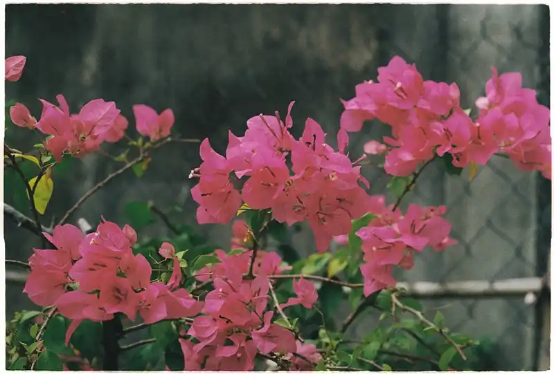 Bougainvillea