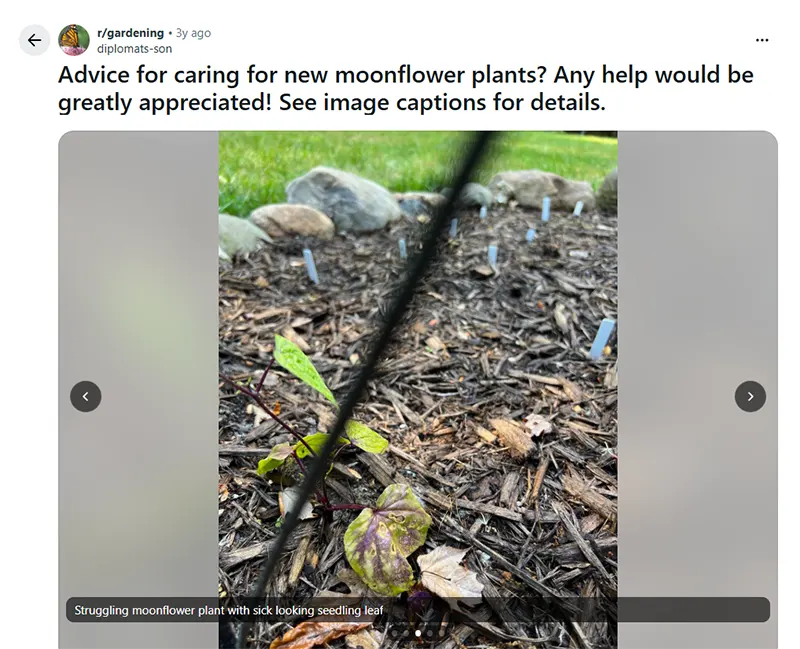 Caring for Moon Flower