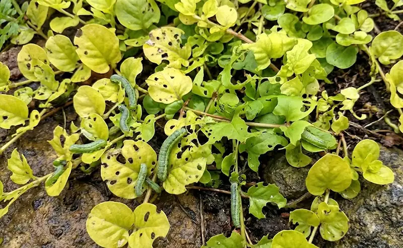 Caterpillars