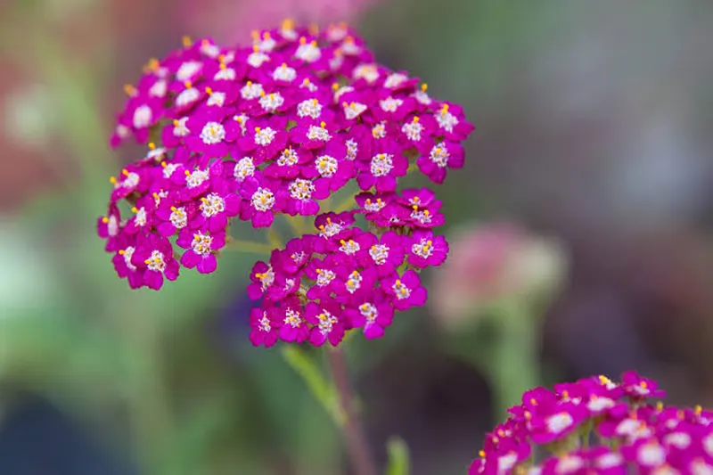 Cerise Queen