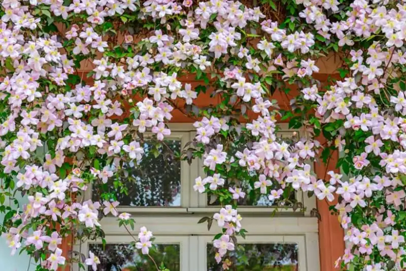 Clematis Flowers