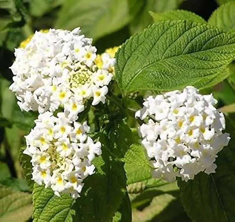 Close-up of a white Lantana plant