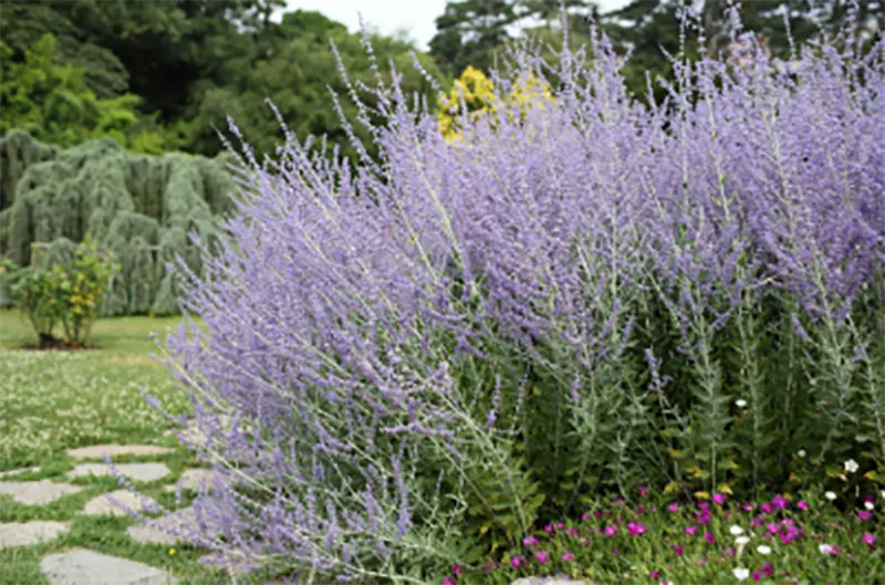Close-up of perovskia russian sage plant flower spikes with hairy calyxes