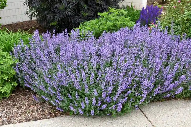  Compact Select Blue catmint at the front of a planting bed.