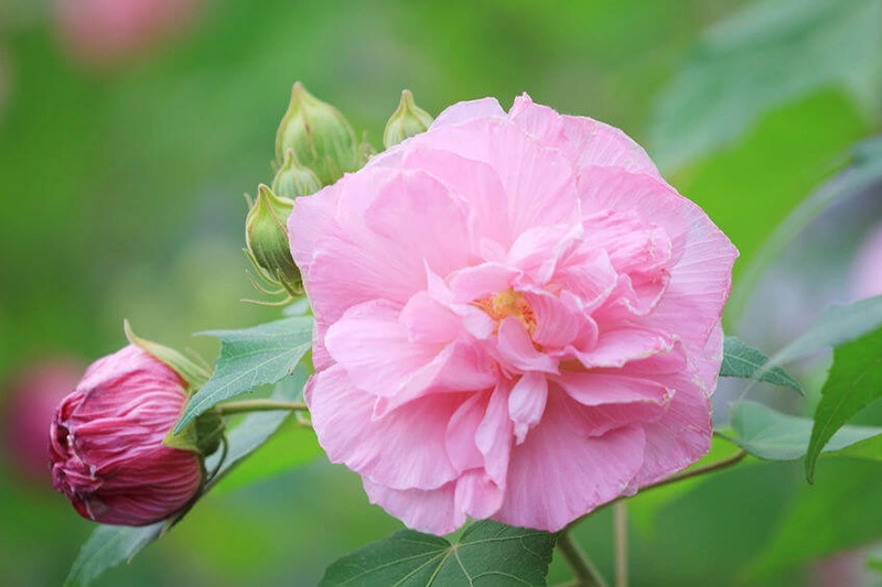 Cotton rose