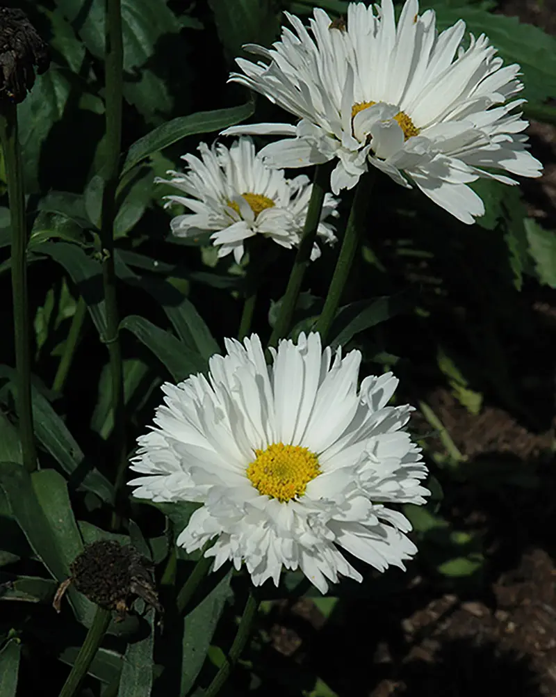 Crazy Daisy