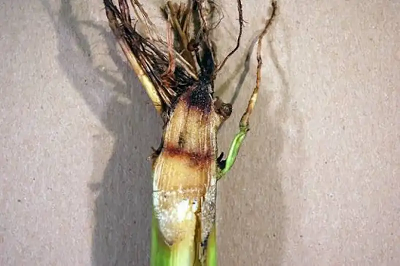Crown Rot