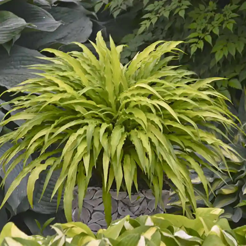 Curly Fries Hosta