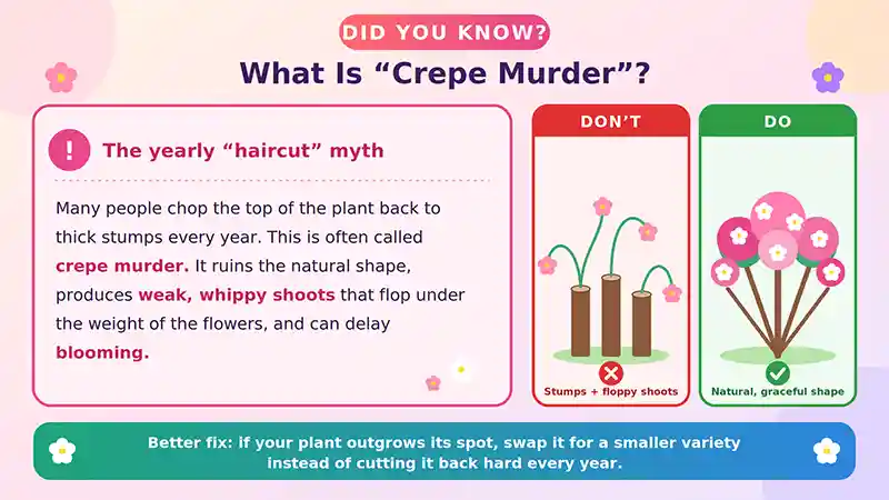 Did You Know Fact