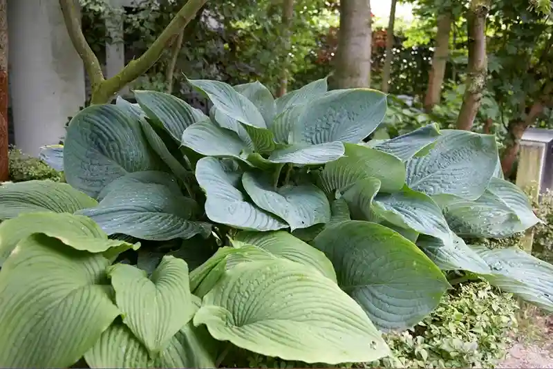 Empress Wu Hosta